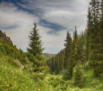 В лесу родилась елочка...