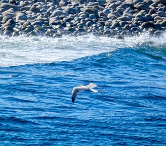 Серокрылая чайка, побережье Териберки.