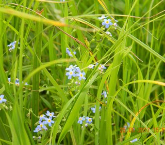 Луговые цветы