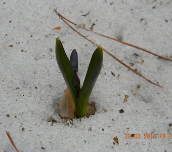 Первый подснежник