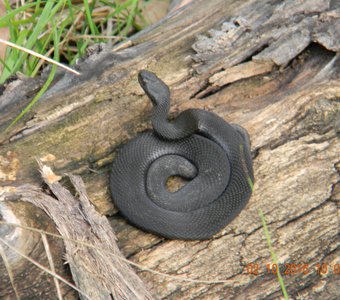 Скрытая угроза...