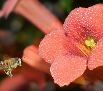 Пчела у цветка