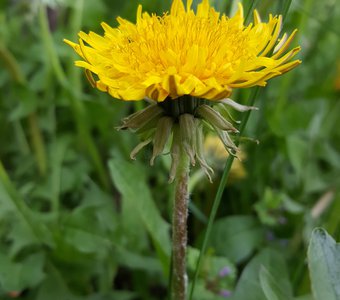 Обыкновенная красота