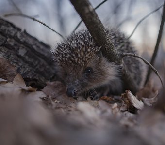 Неожиданная встреча