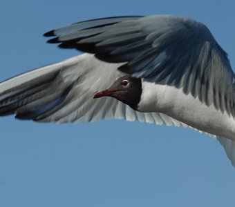 Черноголовая Чайка / Black-headed Gull