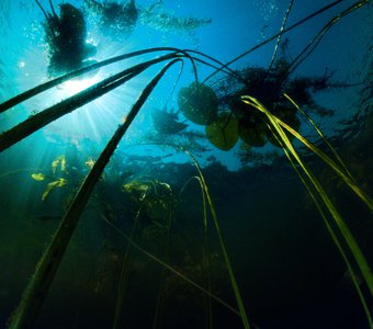 Подводные джунгли.
