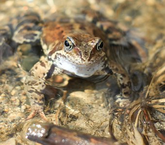 Травяная лягушка в воде / Herbal Frog