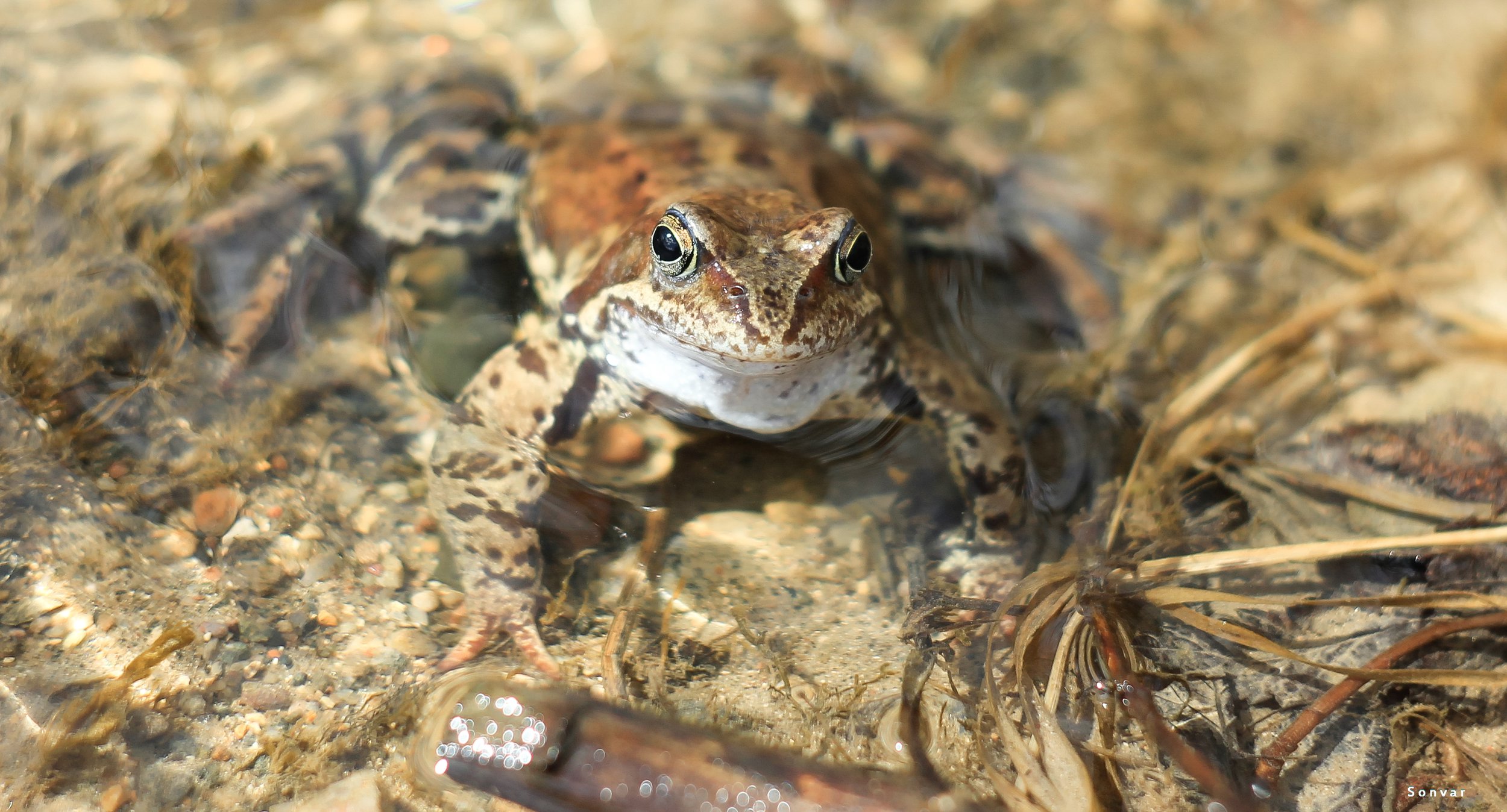 Травяная лягушка в воде / Herbal Frog — Фото №343822