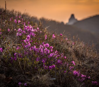 Приморская весна