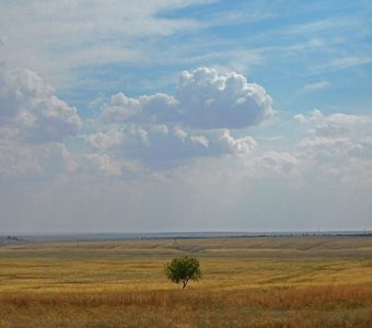 Одинокое дерево