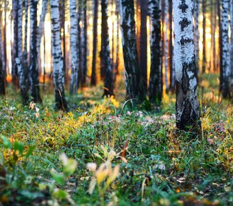 Уральский лес во время заката