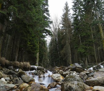 Утро в еловом лесу