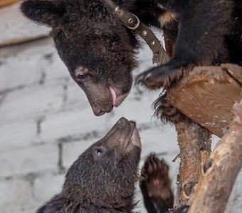 Уссурийские медвежата спасённые из цирка