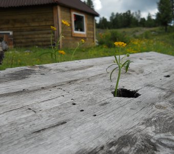 У каждого свой путь к солнцу