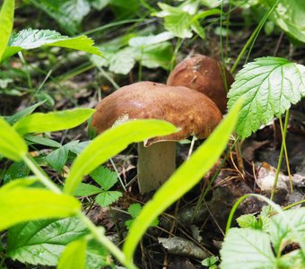 Белые грибы Сибири