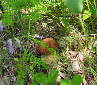Грибной день в сибирской тайге
