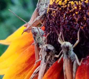 Кафе "Лакомка"