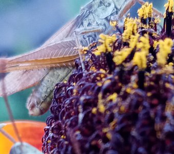 Внутренний свет