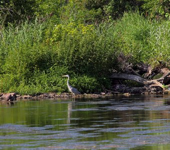 Серая цапля