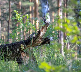 Дятлы в лесу