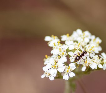 Муравей на цветке