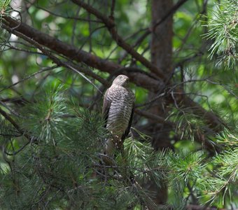 Смущенный ястреб