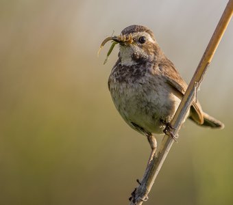 Варакушка самка