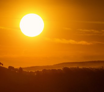 Стадо овец на фоне заходящего солнца степи. Волгоградская область.