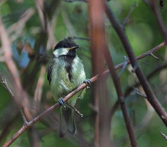 Никуда не полечу