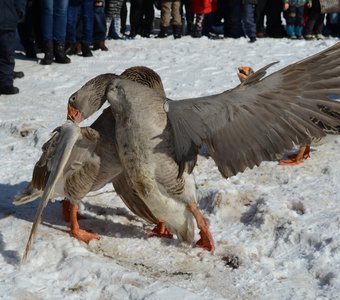 гусиное танго