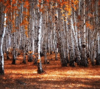 Краски осени