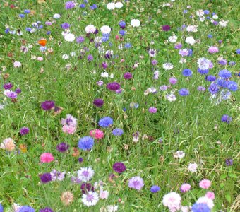 Луговые цветы