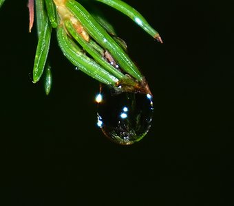 Лес после дождя