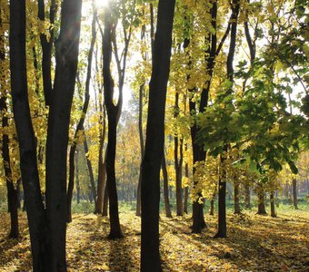 Золотая осень