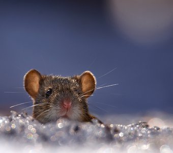 Мартовский мышь