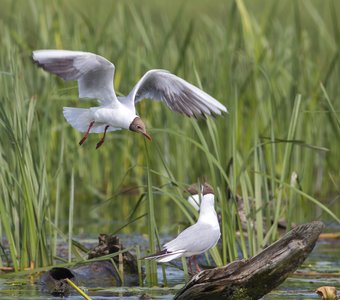 У меня для тебя  вооот такое гнездо...
