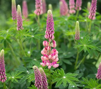 В центре прекрасного