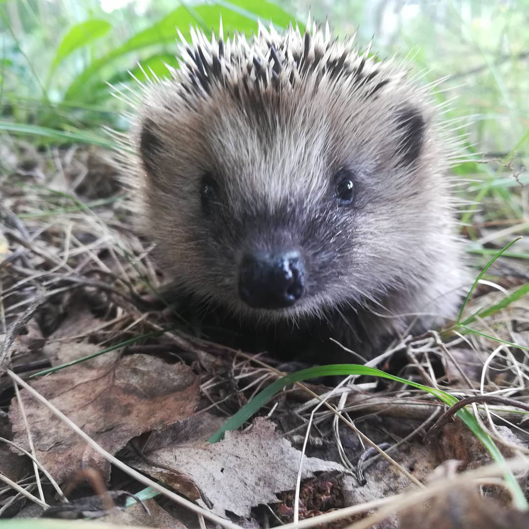 Маленький ёжик
