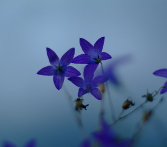 Очень странные ландыши