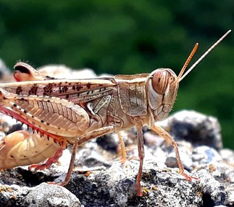 Цикада