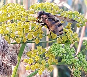 Пора полакомиться