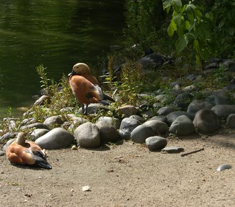 Уточки-мандаринки