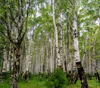 Русские красавицы