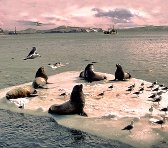 Камчатский этюд