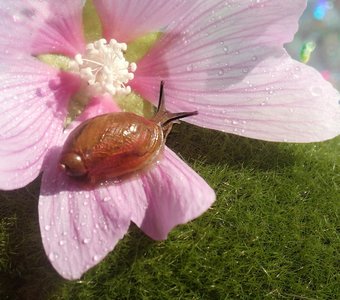 Маленькая нежность