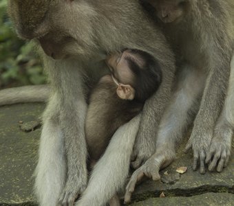 Мама-обезьна