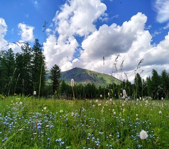 Цветы жизни