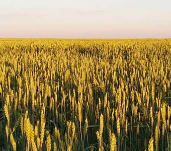 Поле из золота