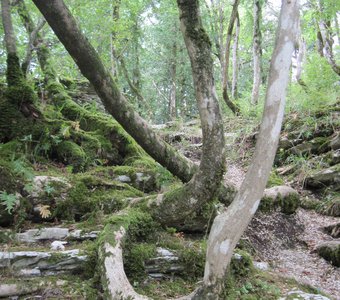 тисо-самшитовая роща 2