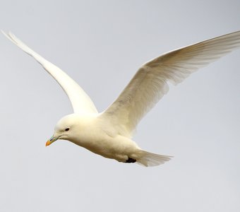 Полет белой чайки